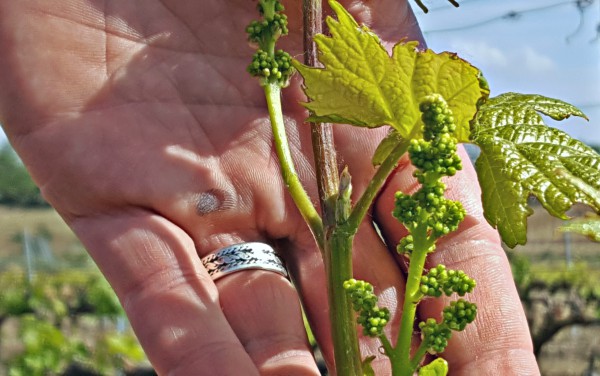 Uvas-Detalle-Mano