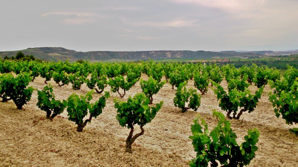 Paisaje de Rioja Alavesa