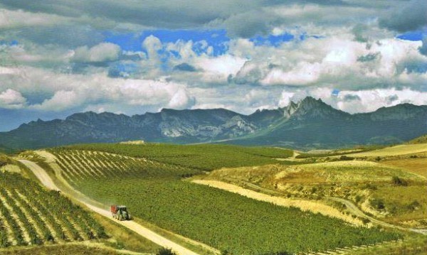 Paisaje del viñedo de Rioja Alavesa