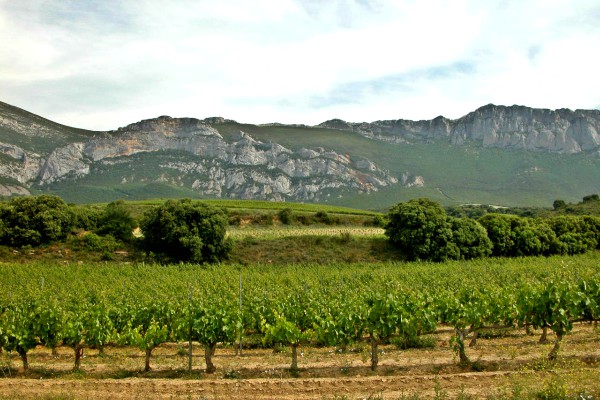 Paisaje del viñedo de Rioja Alavesa