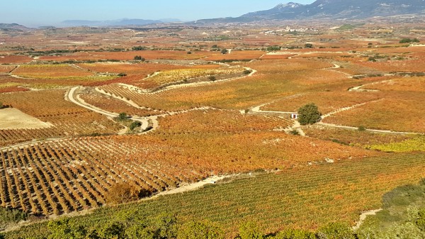 Subida de precios en Rioja Alavesa