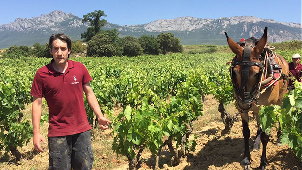 Dos mulas en un viñedo de Laguardia