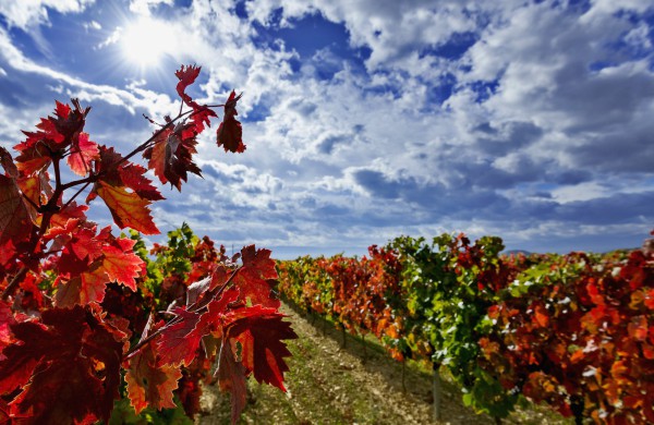 Masters of Wine y Rioja Alavesa