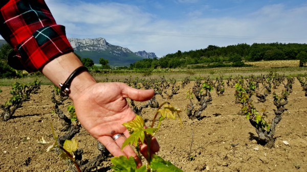 Primavera en Rioja Alavesa