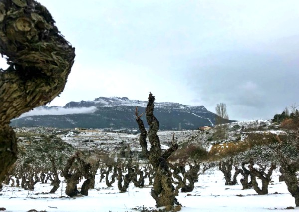 Invierno en Rioja Alavesa