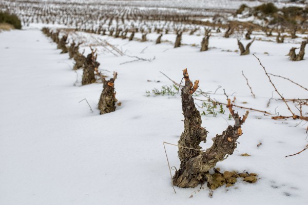 Invierno en Rioja Alavesa
