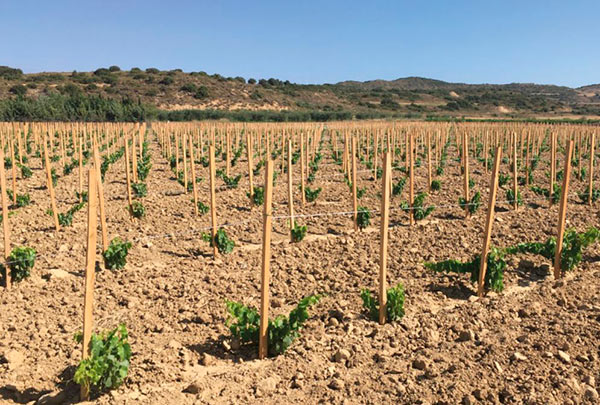 Jornada de Viticultura Julián Palacios