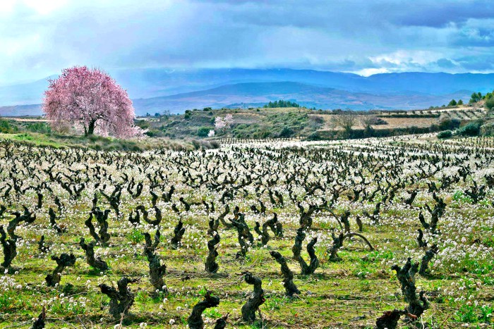 Primavera en Rioja Alavesa