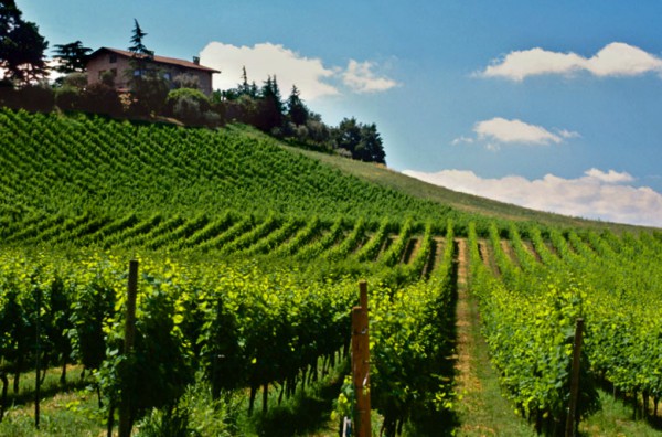 Congreso Internacional del Vino 2019