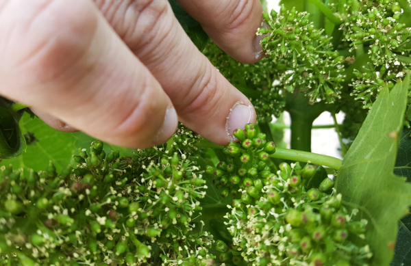 Floracion-Tempranillo