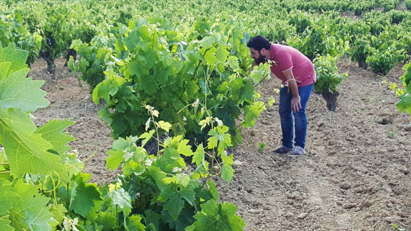 Rodeado-de-Vinas