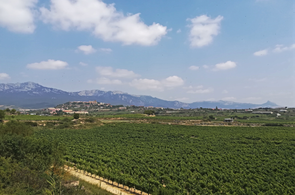 Panorama-Vinas-Sierra