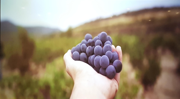 Tempranillo-maduro