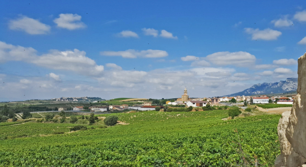 Vinedos-Elvillar