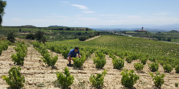 Bodegas Altún