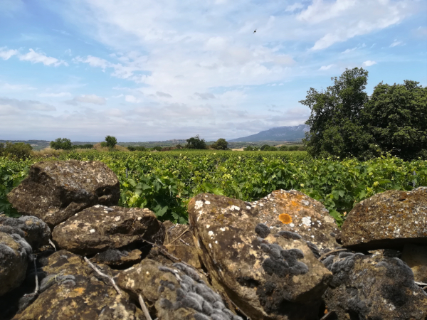 Rioja Alavesa en 2030 Rioja Alavesa en 2030
