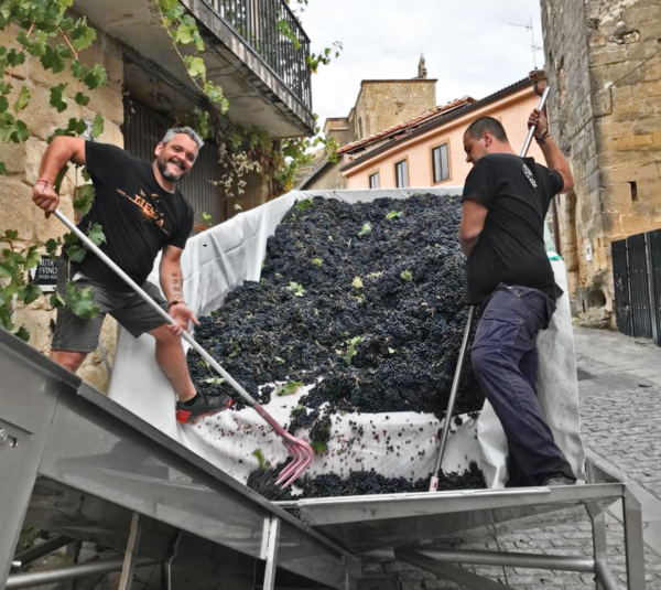 Vendimia de Rioja Alavesa
