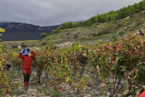 Vendimia de Rioja Alavesa