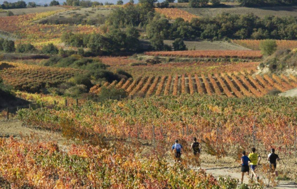 III Rioja Alavesa Wine Run