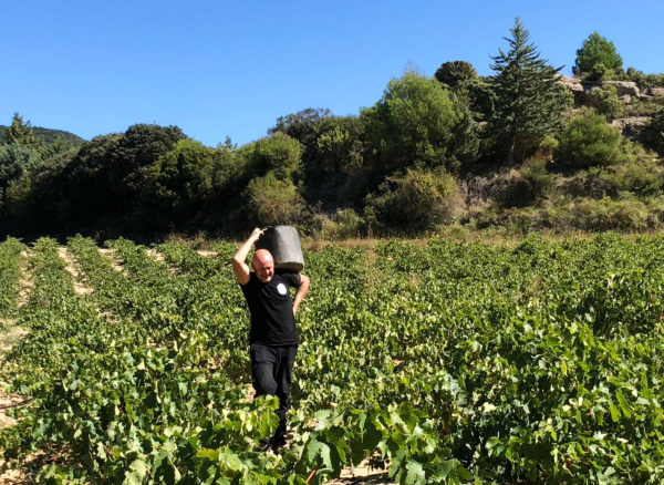 Vendimia de Rioja Alavesa
