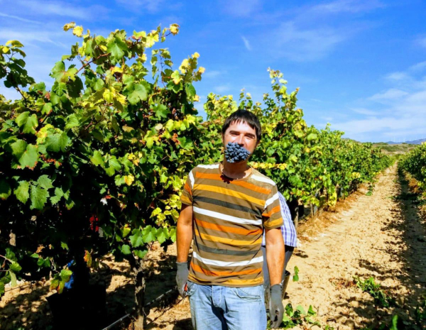 Vendimia de Rioja Alavesa