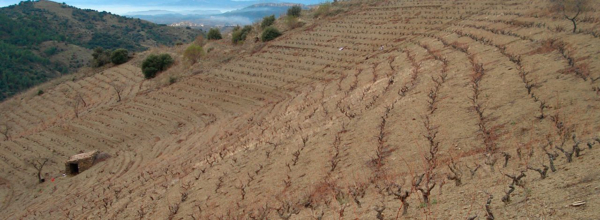 Rioja Alavesa y Priorat