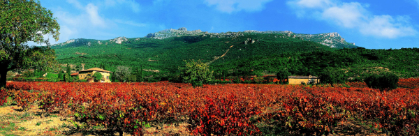 Rioja Alavesa y Priorat