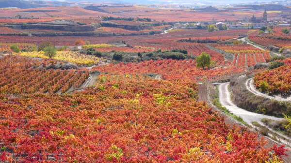 Rioja Alavesa y Priorat
