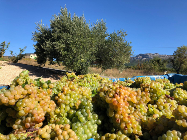 Vendimia de Rioja Alavesa