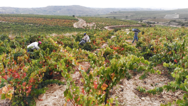 Vendimia de Rioja Alavesa