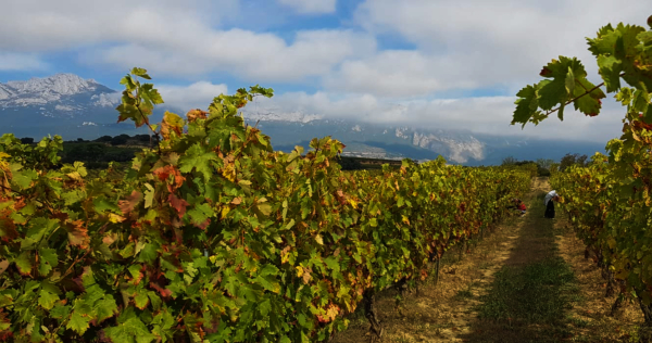Vendimia de Rioja Alavesa