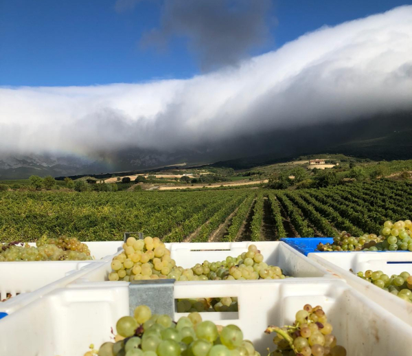 Vendimia de Rioja Alavesa