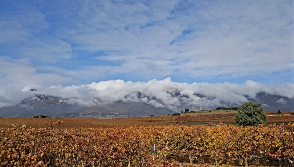 Vino prehistórico