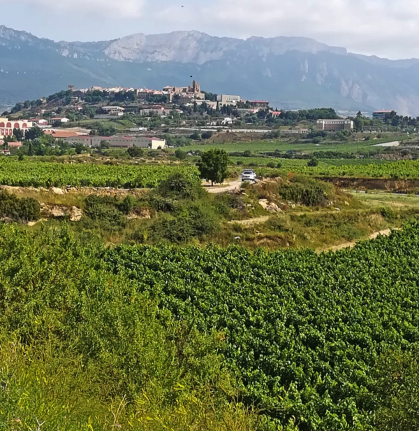 Rioja Alavesa en 2019