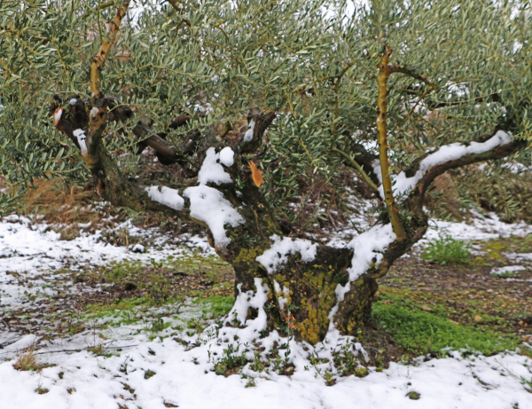 Nieve en Rioja Alavesa