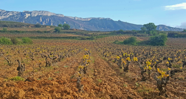 Primavera en Rioja Alavesa