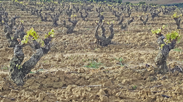 Primavera en Rioja Alavesa