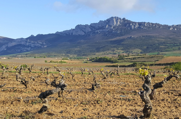 Primavera en Rioja Alavesa