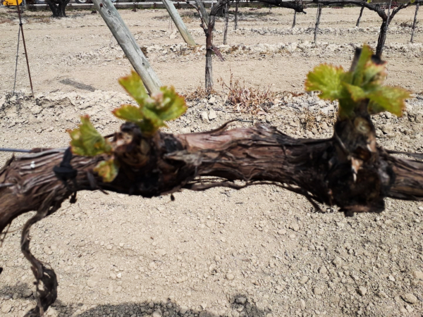 Cambio climático de Rioja Alavesa