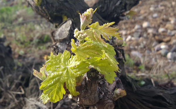 Primavera en Rioja Alavesa