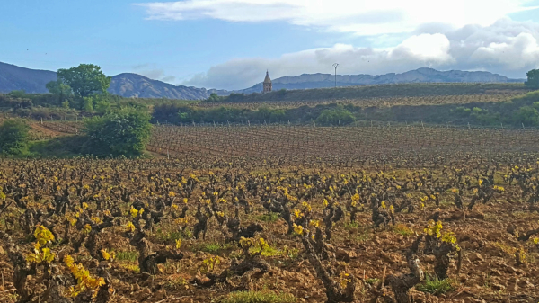Primavera en Rioja Alavesa