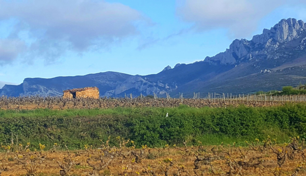 Primavera en Rioja Alavesa