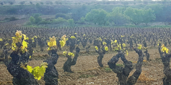 Primavera en Rioja Alavesa