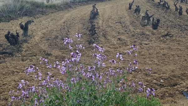 Cambio climático de Rioja Alavesa