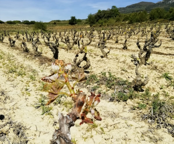 Helada en Rioja Alavesa