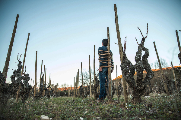 Tentenublo Wines