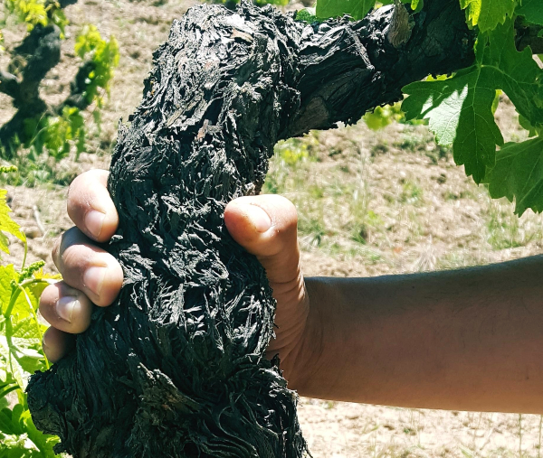 Tentenublo Wines