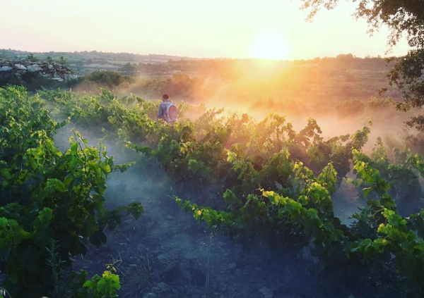 Tentenublo Wines