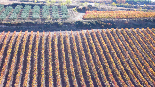 Viana y Rioja Alavesa