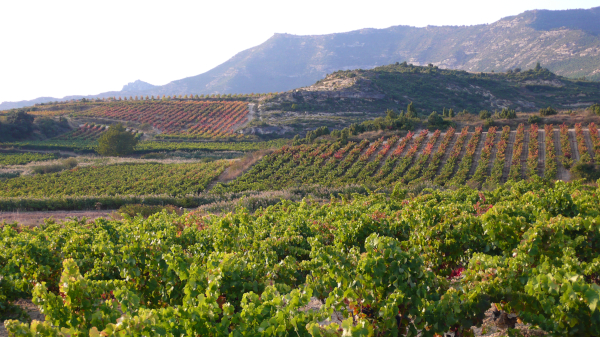 Viñas de Rioja Alavesa